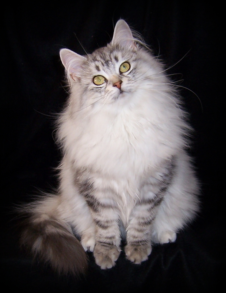 siberian cat breeders