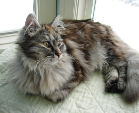  Siberian  Cat  Cat  Breeders  Websites KittySites Com