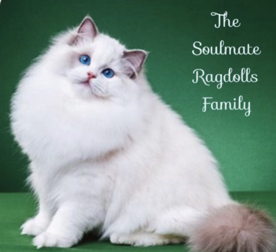 sugarplum ragdolls