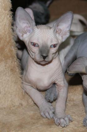 sphynx breeders near me