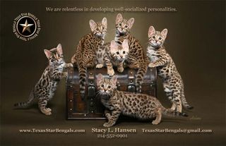 Texas Star Bengals
