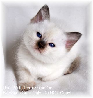 applehead siamese cat price