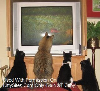 DVD Entertainment for Cats to Watch