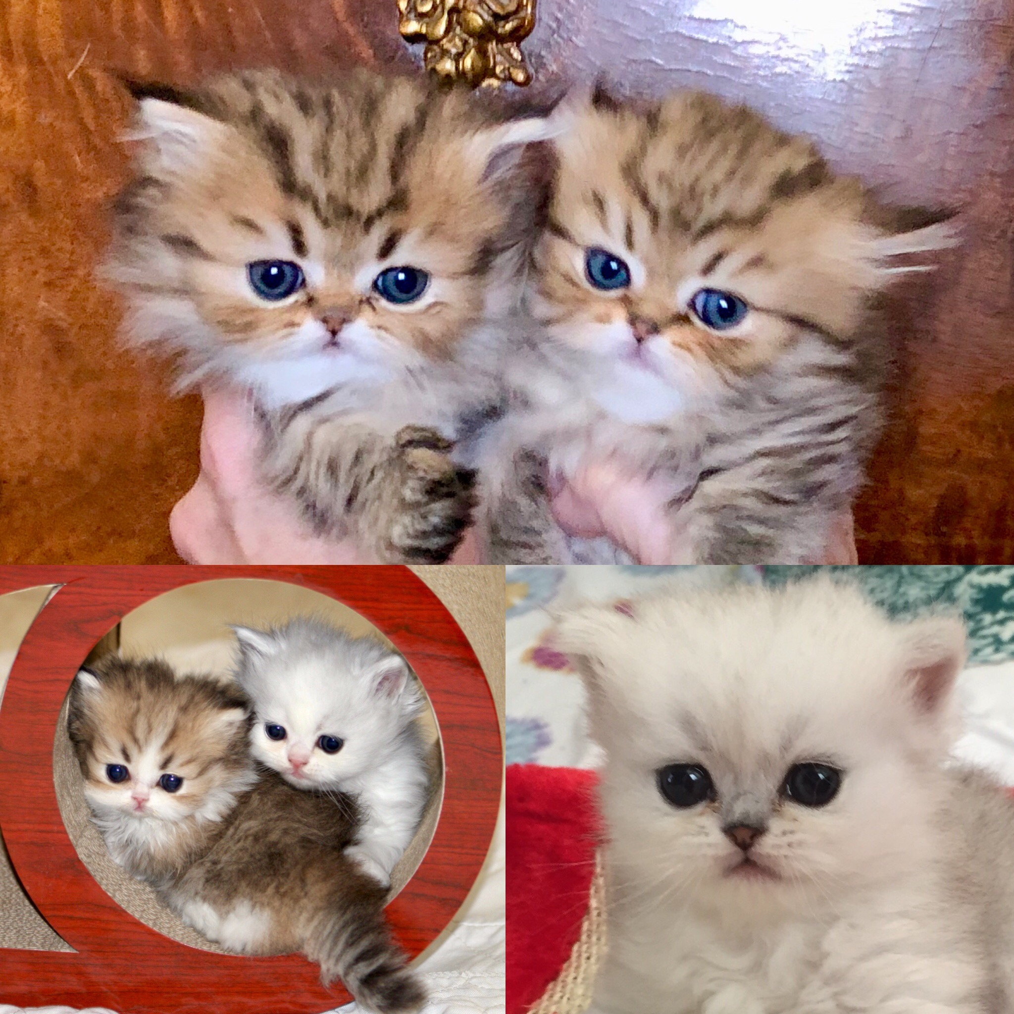 minuet-napoleon-cat-breeders-kansas-kittysites-com