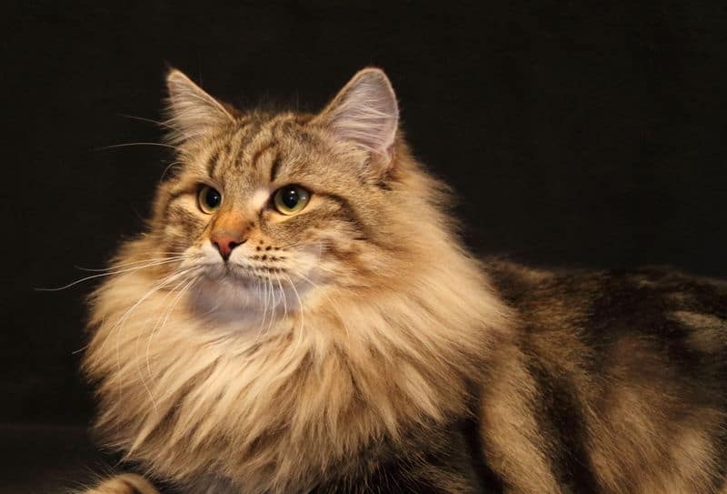 Siberian Cat Cat Breeders Websites