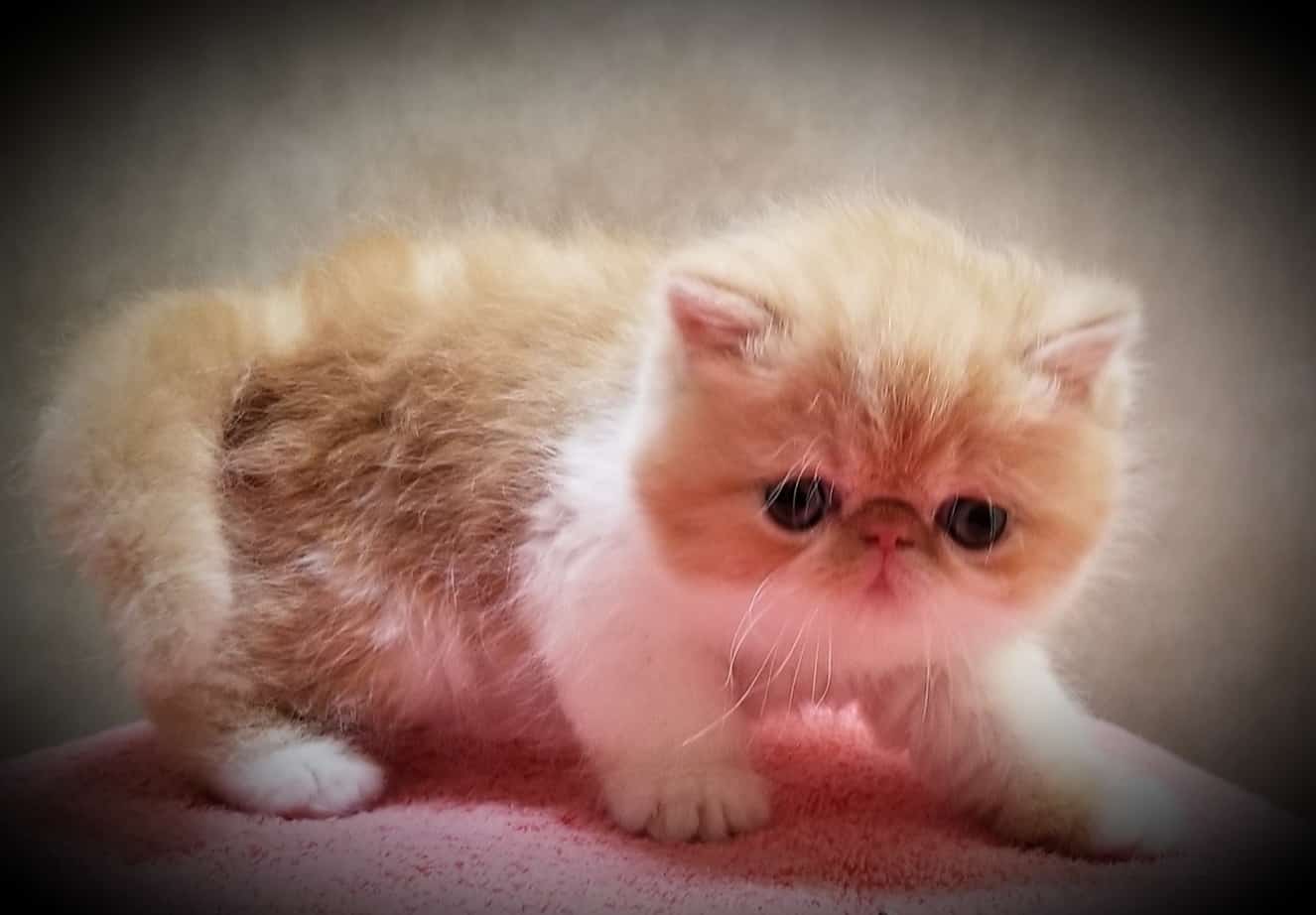 Exotic Shorthair Cat For Adoption The W Guide